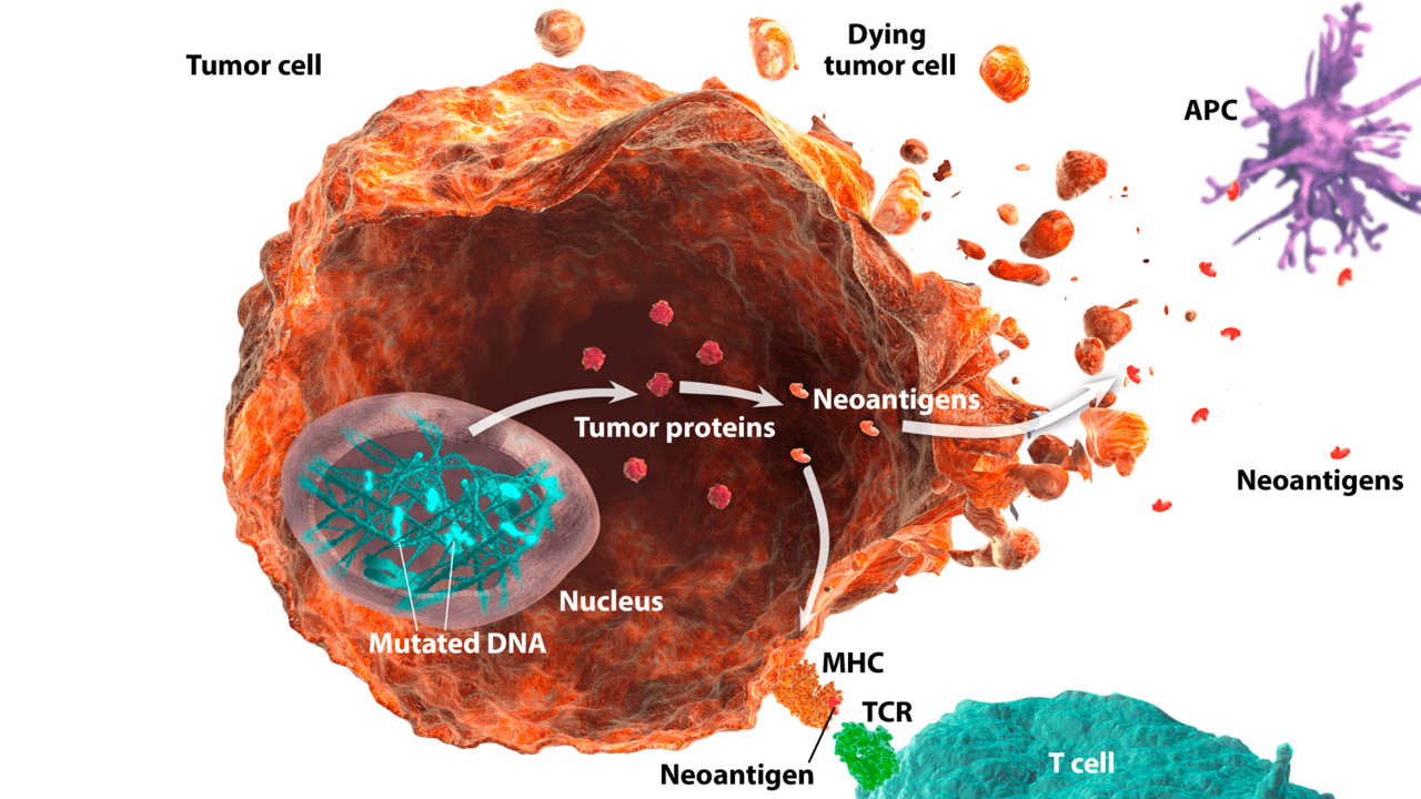 Tumor mutational burden predicts treatment response among women, not men, with melanoma